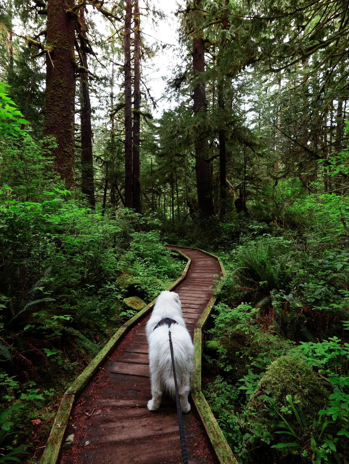 Saiko sur un chemin en bois dans une forêt verte