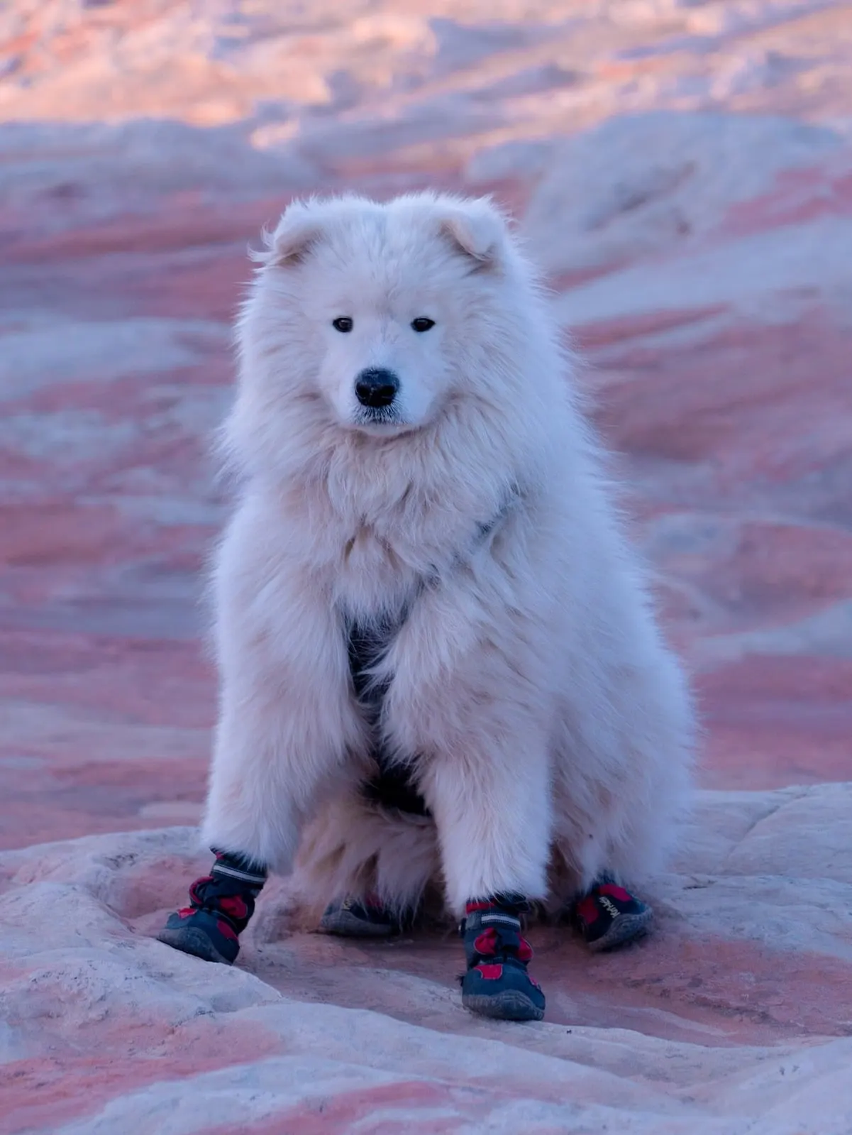 Saiko avec des chaussons rouges sur une roche rose
