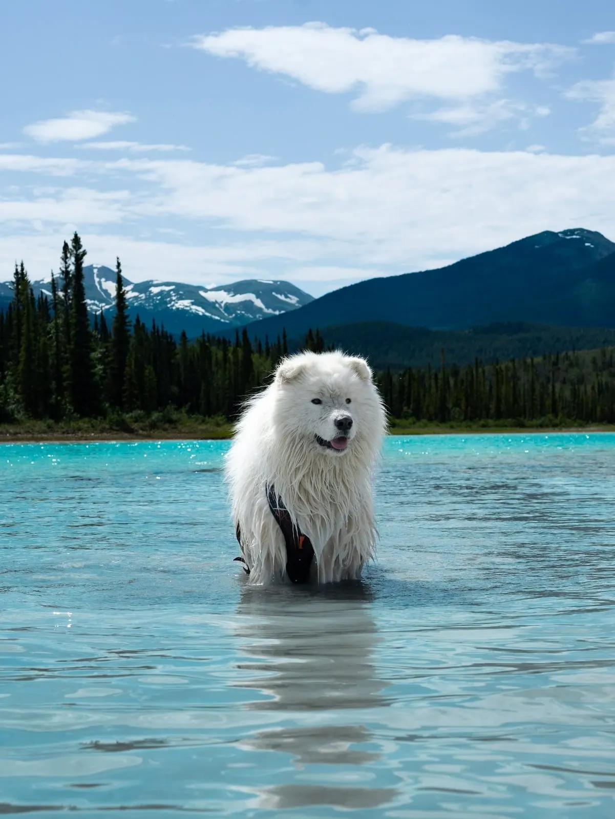 Saiko dans un lac de montagne turquoise