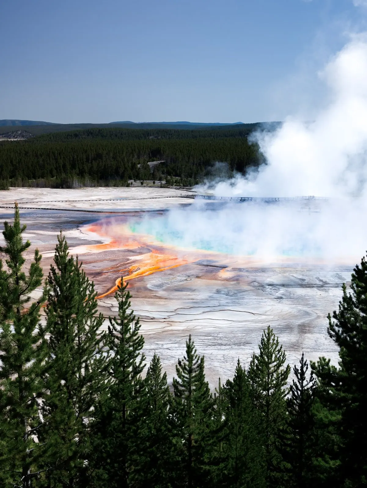 Grand Prismatic Spring et forêt de pins