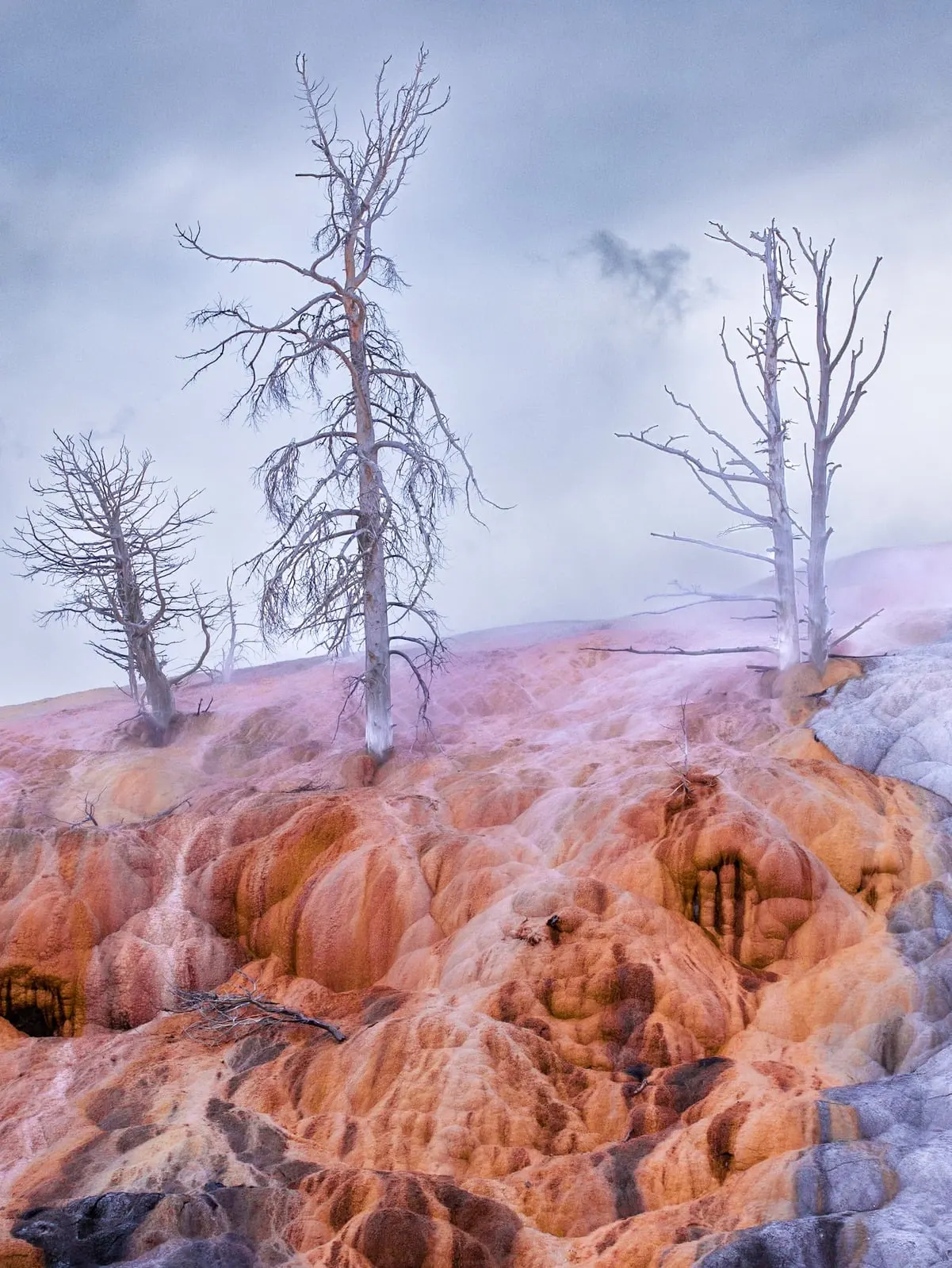 Arbres morts au-dessus de terrasses thermales colorées