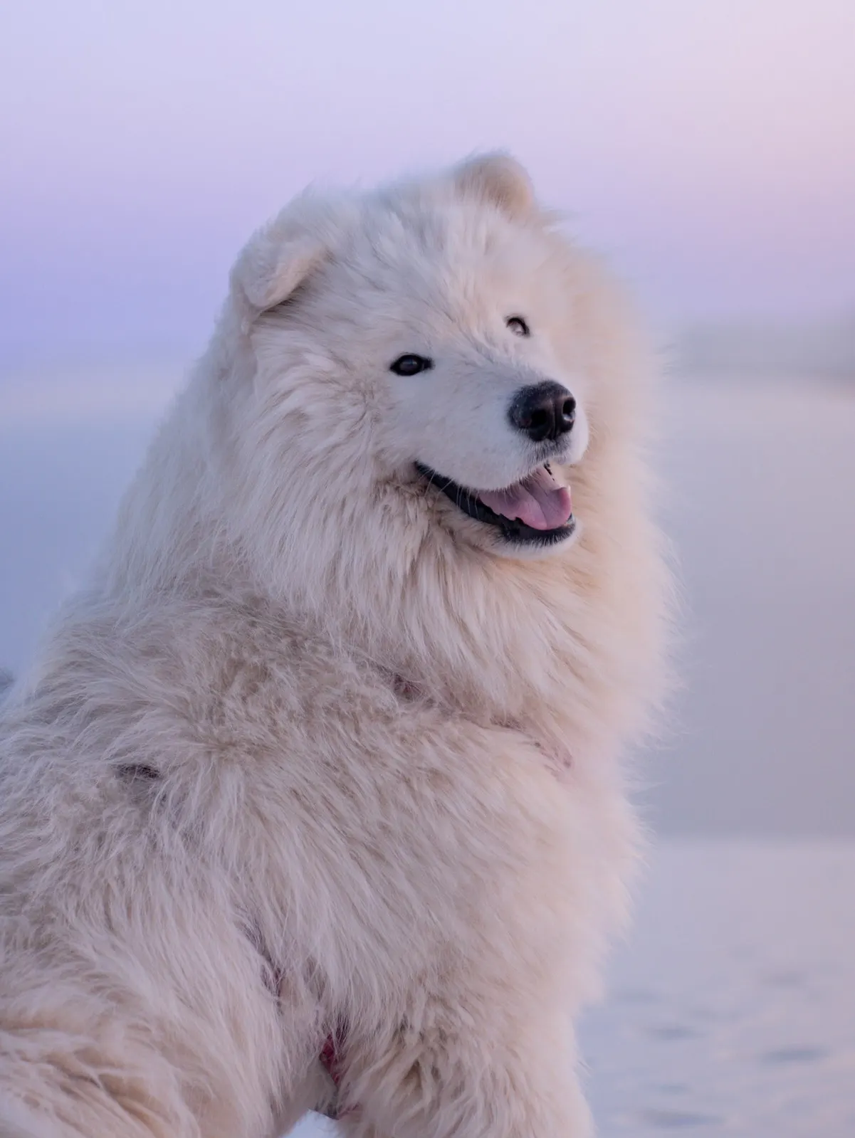 Saiko, notre Samoyède blanc